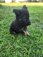 Green Collar, a female German Shepherd Dog for sale in Moscow Mills, MO – 2 of 10