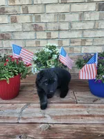 Pink Collar, a female German Shepherd Dog for sale in Moscow Mills, MO – 2 of 9