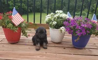 Purple collar female, a female German Shepherd Dog for sale in Moscow Mills, MO – 3 of 7