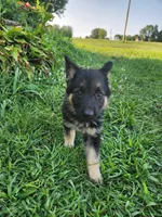 Lime Collar, a female German Shepherd Dog for sale in Moscow Mills, MO – 2 of 10