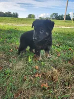 Green Collar, a female German Shepherd Dog for sale in Moscow Mills, MO – 5 of 10