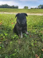Purple collar female, a female German Shepherd Dog for sale in Moscow Mills, MO – 2 of 10