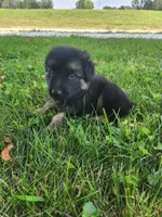 Light Blue Collar , a male German Shepherd Dog for sale in Moscow Mills, MO – 3 of 10