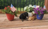 Purple collar female, a female German Shepherd Dog for sale in Moscow Mills, MO – 2 of 7