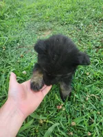 Pink Collar, a female German Shepherd Dog for sale in Moscow Mills, MO – 3 of 10