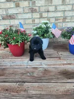 Black collar, a female German Shepherd Dog for sale in Moscow Mills, MO – 2 of 7