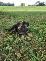 Magenta collar, a female German Shepherd Dog for sale in Moscow Mills, MO – 6 of 10