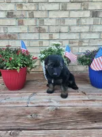 Red collar, a male German Shepherd Dog for sale in Moscow Mills, MO – 3 of 7