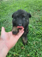 Pink Collar, a female German Shepherd Dog for sale in Moscow Mills, MO – 1 of 10