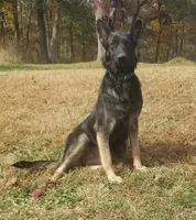 Magenta collar, a female German Shepherd Dog for sale in Moscow Mills, MO – 6 of 7
