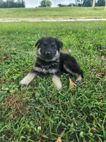Lime Collar, a female German Shepherd Dog for sale in Moscow Mills, MO – 5 of 10