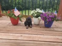 Light Blue Collar , a male German Shepherd Dog for sale in Moscow Mills, MO – 4 of 8