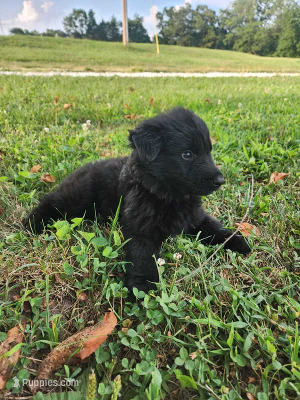 Black collar – German Shepherd Dog puppy for sale in Moscow Mills, MO