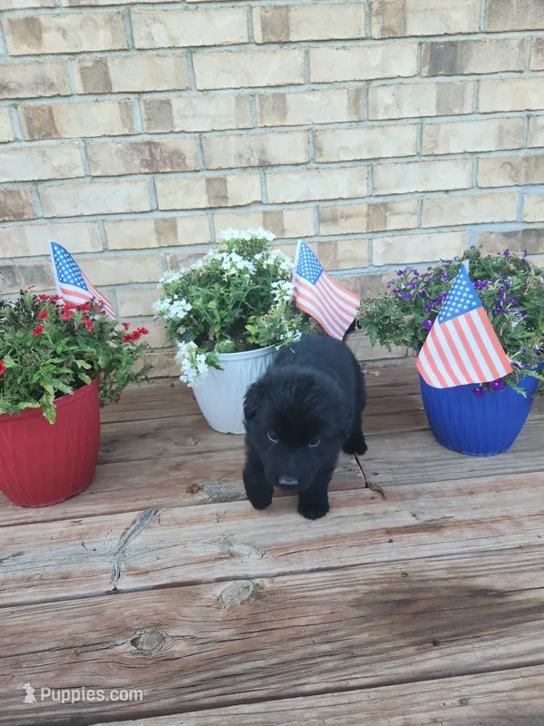 Black collar – German Shepherd Dog puppy for sale in Moscow Mills, MO