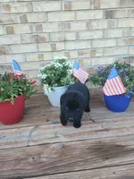 Black collar, a female German Shepherd Dog for sale in Moscow Mills, MO – 1 of 7
