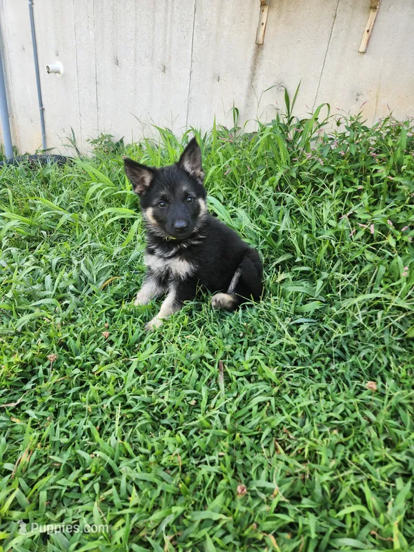 Lime Collar – German Shepherd Dog puppy for sale in Moscow Mills, MO