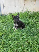 Lime Collar, a female German Shepherd Dog for sale in Moscow Mills, MO – 1 of 10