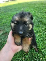 Magenta collar, a female German Shepherd Dog for sale in Moscow Mills, MO – 1 of 10