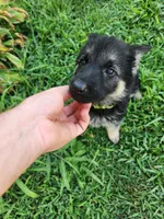 Lime Collar, a female German Shepherd Dog for sale in Moscow Mills, MO – 3 of 10