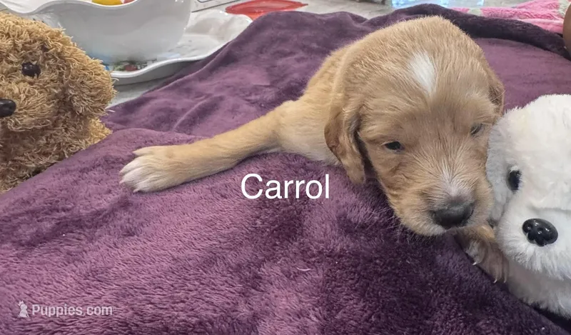 Carroll – Goldendoodle puppy for sale in Baton Rouge, LA