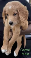 Carroll, a male Goldendoodle for sale in Baton Rouge, LA – Photo 3 of 4