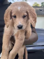 Carroll, a male Goldendoodle for sale in Baton Rouge, LA – Photo 4 of 4