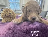 Henry Ford, a male Goldendoodle for sale in Baton Rouge, LA – Photo 1 of 3
