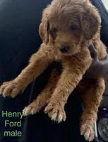 Henry Ford, a male Goldendoodle for sale in Baton Rouge, LA – Photo 2 of 3