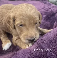 Henry Ford, a male Goldendoodle for sale in Baton Rouge, LA – Photo 3 of 3