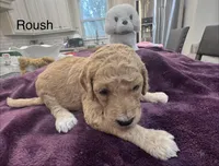 Roush, a female Goldendoodle for sale in Baton Rouge, LA – Photo 4 of 4