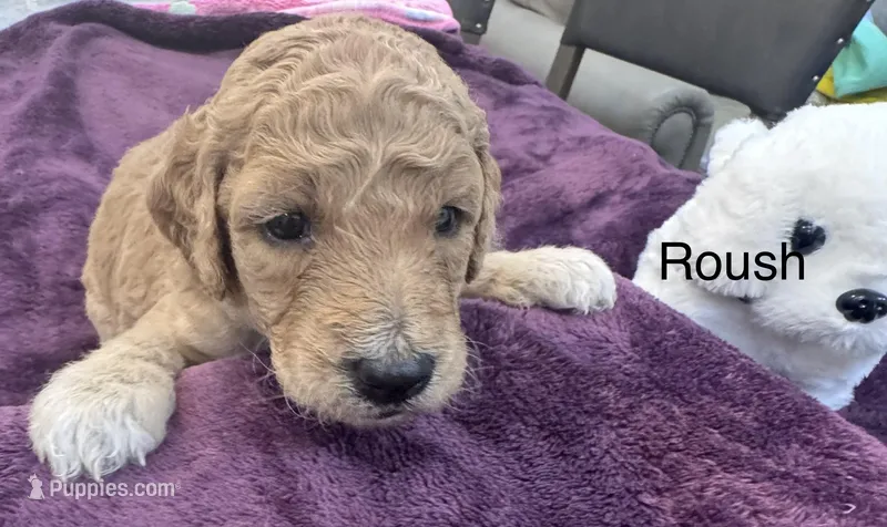 Roush – Goldendoodle puppy for sale in Baton Rouge, LA