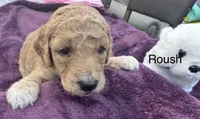 Roush, a female Goldendoodle for sale in Baton Rouge, LA – Photo 1 of 4