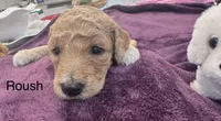 Roush, a female Goldendoodle for sale in Baton Rouge, LA – Photo 3 of 4