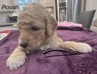 Roush, a female Goldendoodle for sale in Baton Rouge, LA – Photo 2 of 4