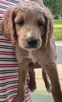 Stereo, a female Goldendoodle for sale in Baton Rouge, LA – Photo 4 of 4