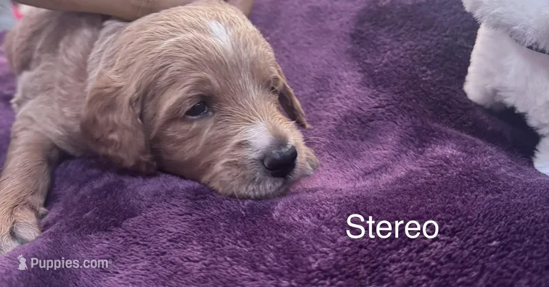 Stereo – Goldendoodle puppy for sale in Baton Rouge, LA
