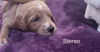 Stereo, a female Goldendoodle for sale in Baton Rouge, LA – Photo 1 of 4