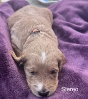 Stereo, a female Goldendoodle for sale in Baton Rouge, LA – Photo 3 of 4