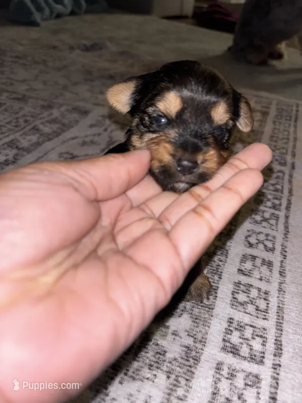 N/A – Yorkshire Terrier puppy for sale in Montgomery, AL