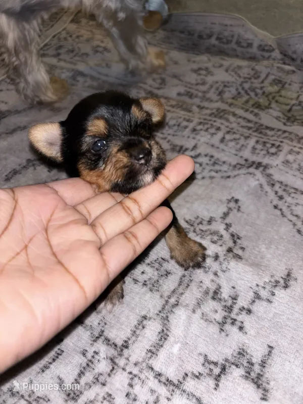 N/A – Yorkshire Terrier puppy for sale in Montgomery, AL