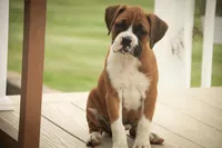 Lily, a male Boxer for sale in Shipshewana, IN – 7 of 9