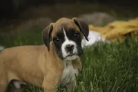 Scott, a male Boxer for sale in Shipshewana, IN – 2 of 10