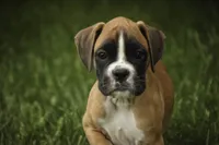 Crew, a male Boxer for sale in Shipshewana, IN – 3 of 8