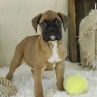 Fred, a male Boxer for sale in Shipshewana, IN – Photo 4 of 10