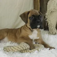 Fred, a male Boxer for sale in Shipshewana, IN – Photo 8 of 10
