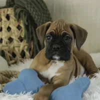 Fred, a male Boxer for sale in Shipshewana, IN – Photo 5 of 10