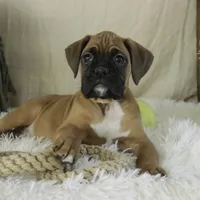 Fred, a male Boxer for sale in Shipshewana, IN – Photo 9 of 10