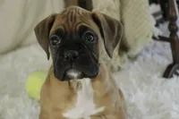 processed/a8691734-ec5d-4cae-919c-f7c884b6b56d/listing/03fdf0b9-1ed2-4587-900a-b8b4cab4dd30/6d97fe82-ad0c-47b1-bd64-cb6d5c01ba4f