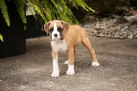 Rex, a male Boxer for sale in Shipshewana, IN – 7 of 9