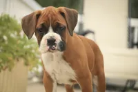 Lily, a male Boxer for sale in Shipshewana, IN – 4 of 9